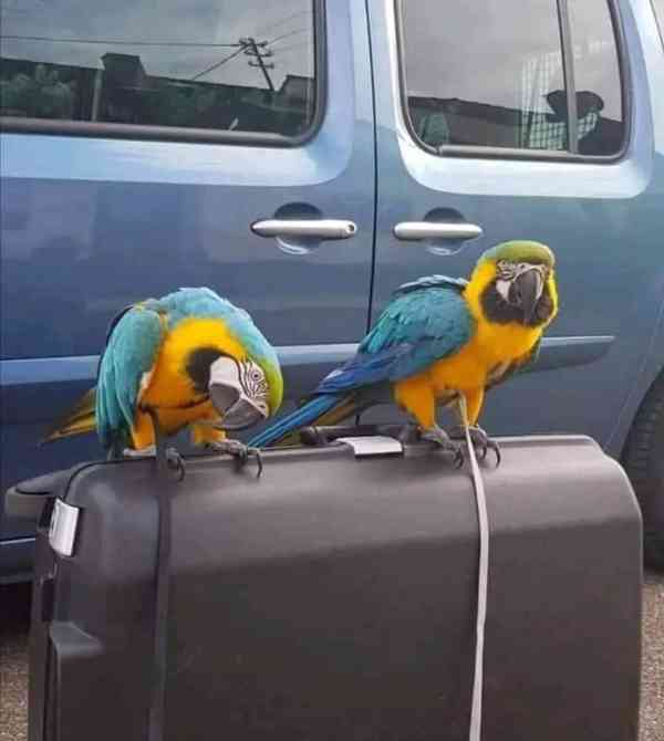 2 registrované papoušky ara k adopci