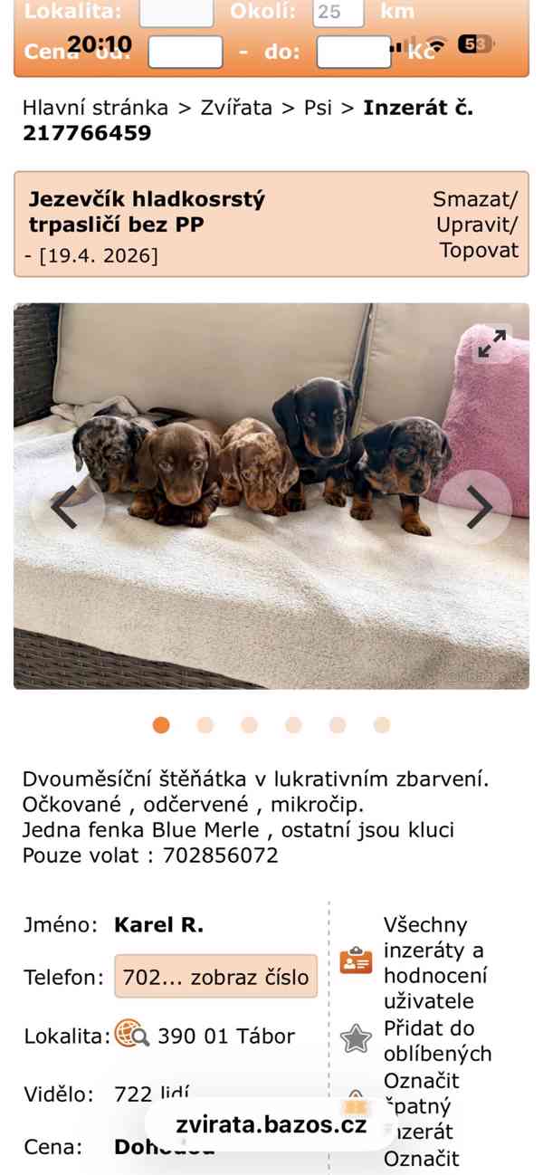 jezevčík hladkosrstý  - foto 2