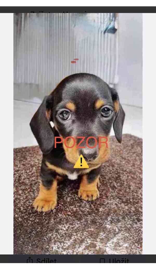 jezevčík hladkosrstý  - foto 1