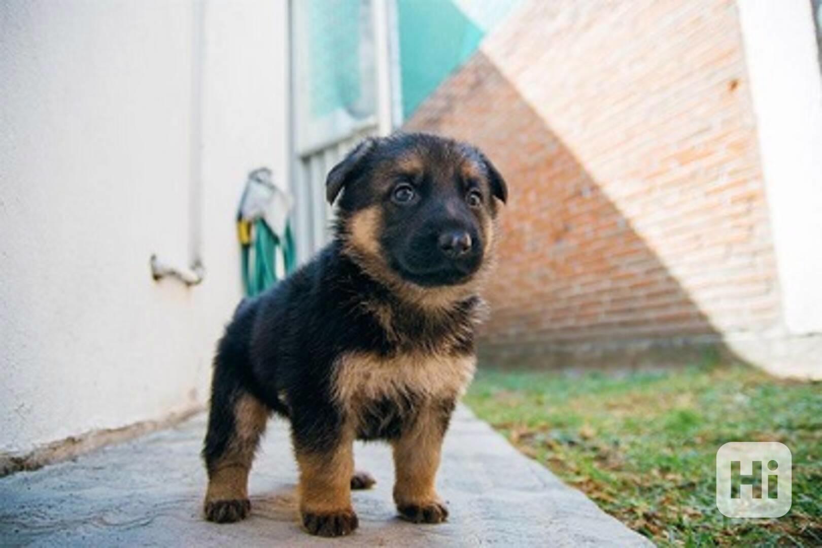 štěňata německého ovčáka k adopci - foto 1