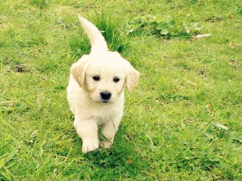 Zdravá štěňata zlatého retrívra do nového domova - foto 2