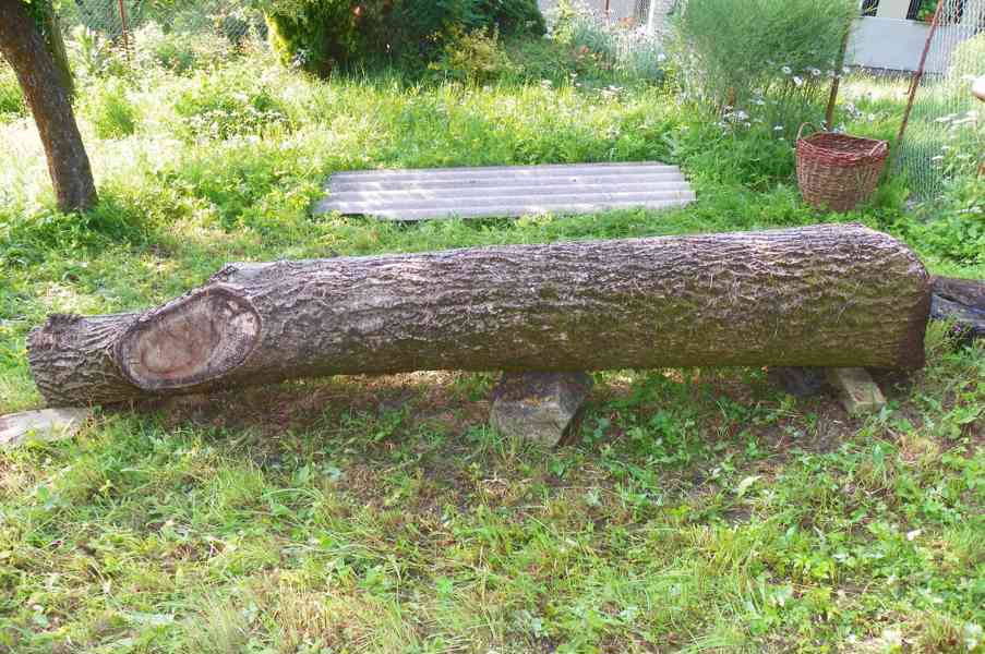 OŘEŠÁK VLAŠSKÝ ZDRAVÝ KMEN - foto 3