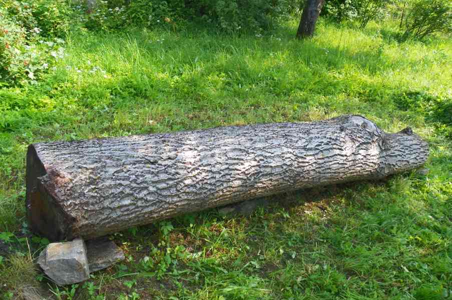 OŘEŠÁK VLAŠSKÝ ZDRAVÝ KMEN - foto 2