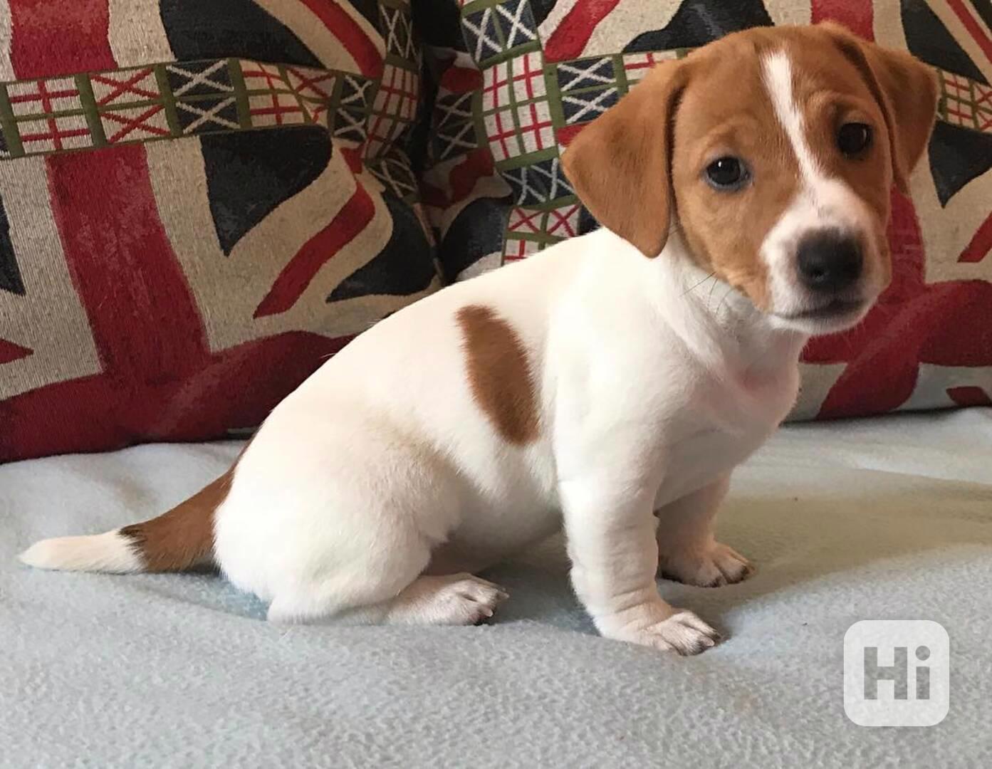 Jack Russel teriér - foto 1