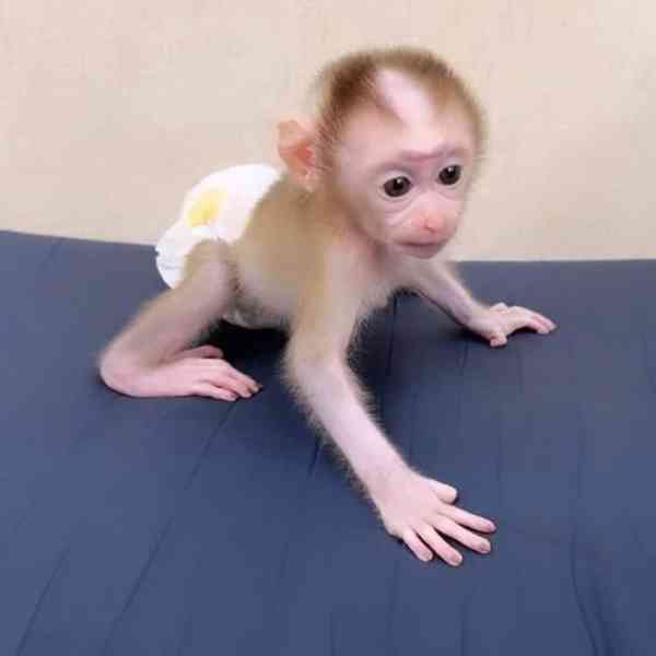 🐒🌟 Vynikající kapucínské opice k adopci