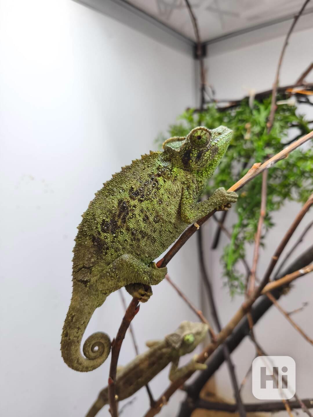 Chameleoni z Keni - foto 1
