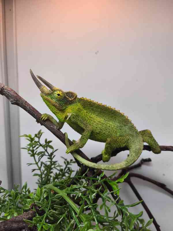Chameleoni z Keni - foto 3
