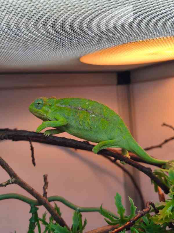 Chameleoni z Keni - foto 5