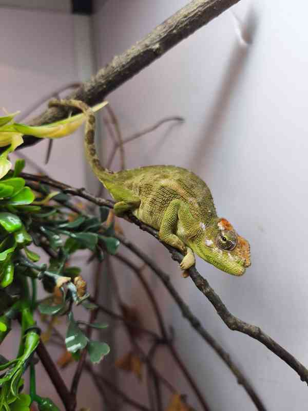 Chameleoni z Keni - foto 2