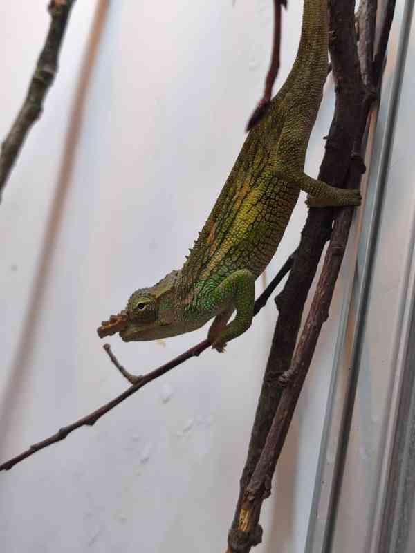 Chameleoni z Keni - foto 7