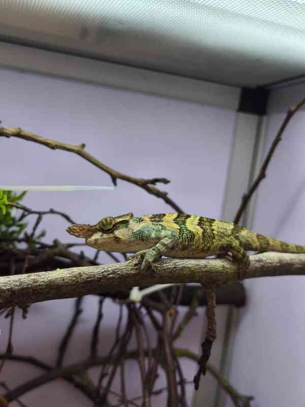 Chameleoni z Keni - foto 4