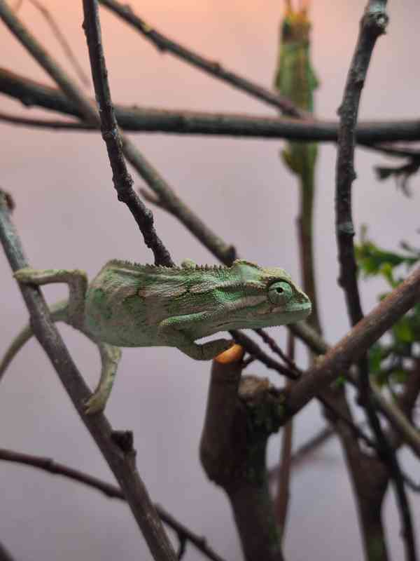 Chameleoni z Keni - foto 6