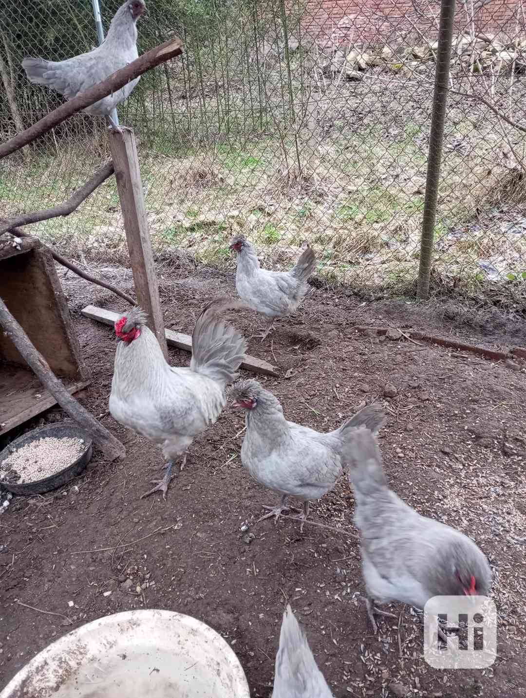 Slepice araukana - foto 1