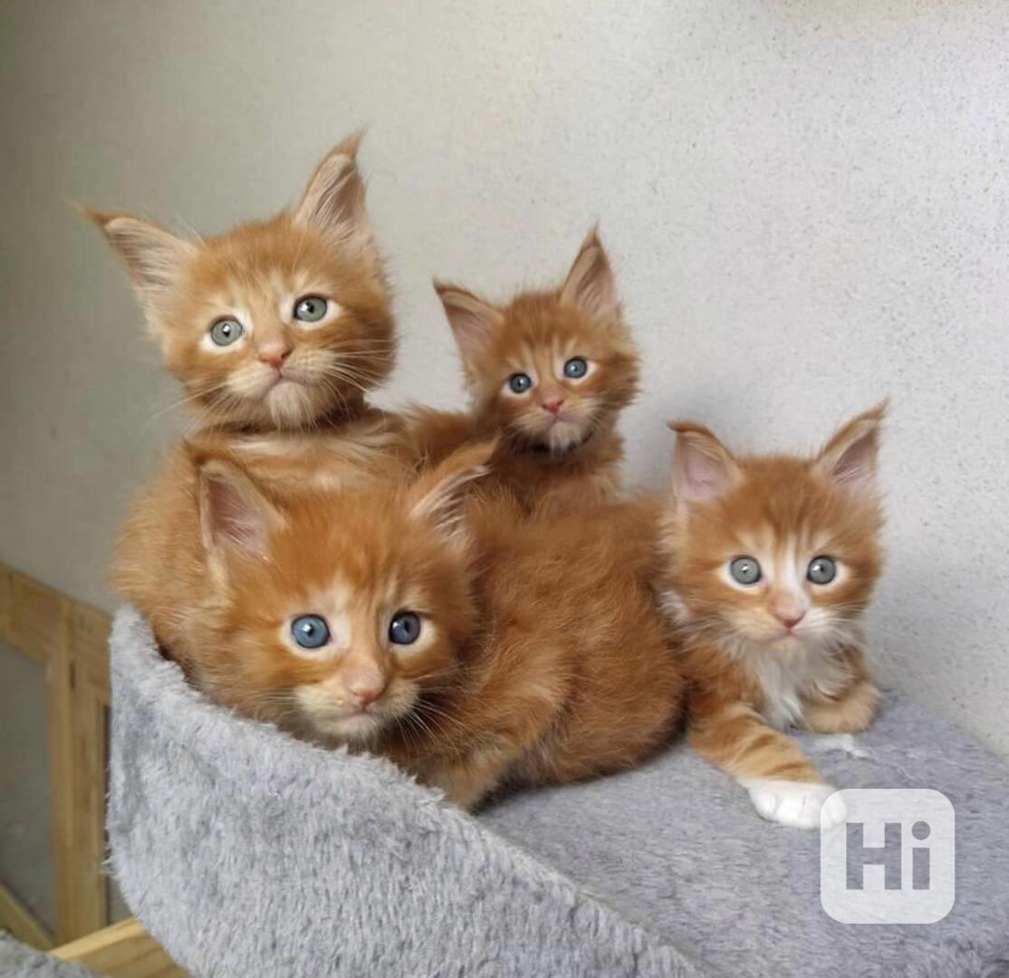 Koťátka Maine Coon plemene GCCF a TICA – k dispozici - foto 1