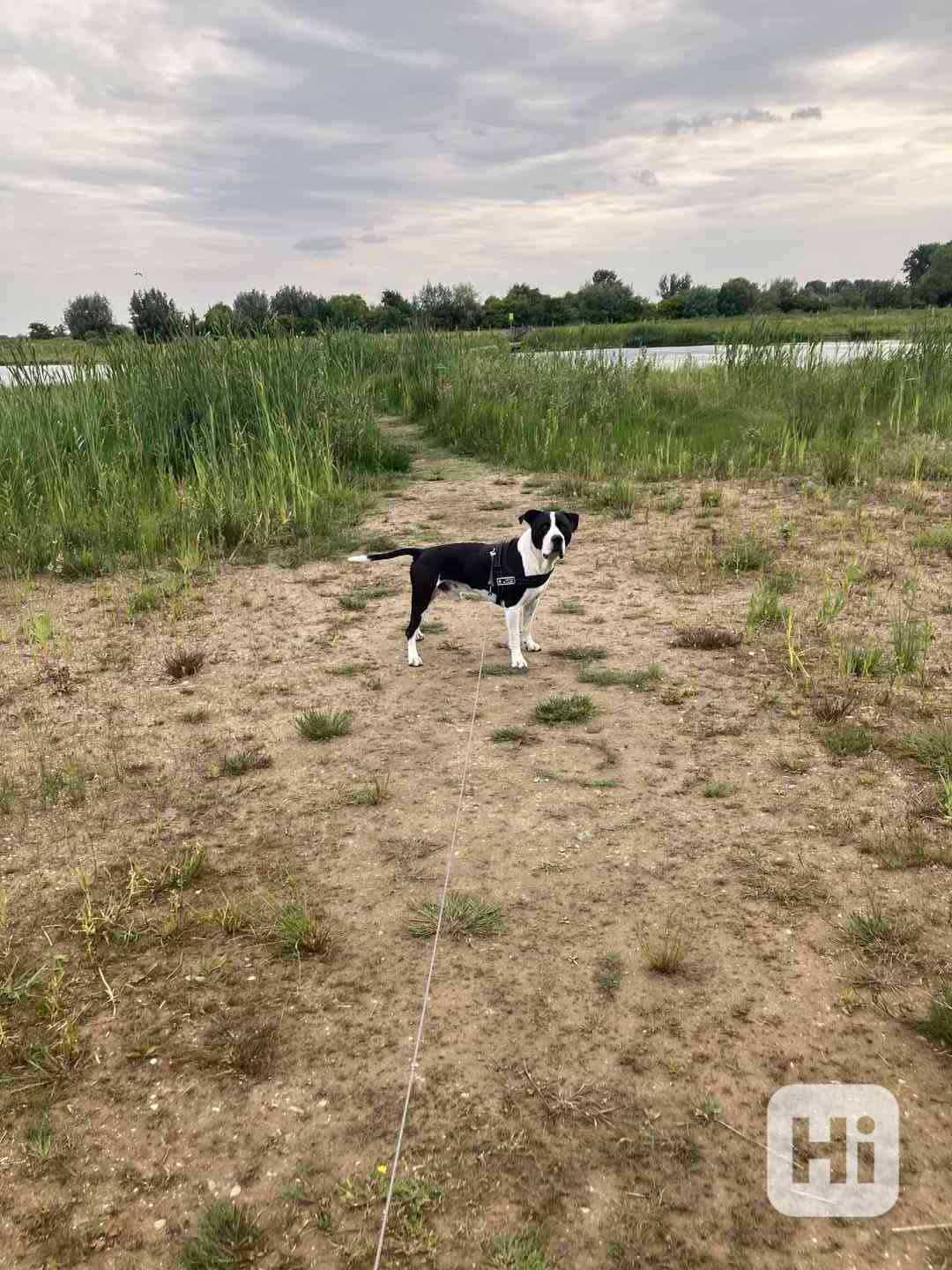 Pitbul Pes ke kryti - foto 1