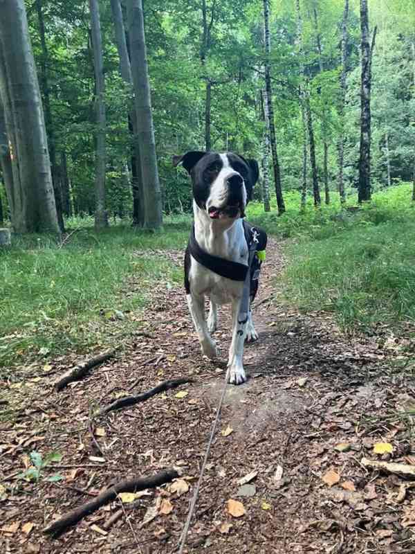 Pitbul Pes ke kryti - foto 7