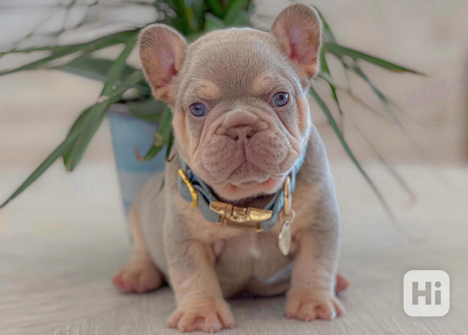 Francouzský buldoček - foto 1