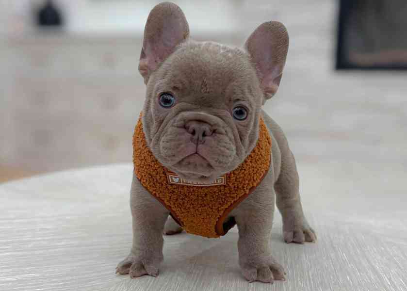 Francouzský buldoček - foto 2