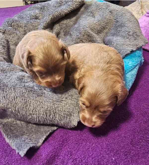 Rusky toy s PP FCI štěňě - foto 5