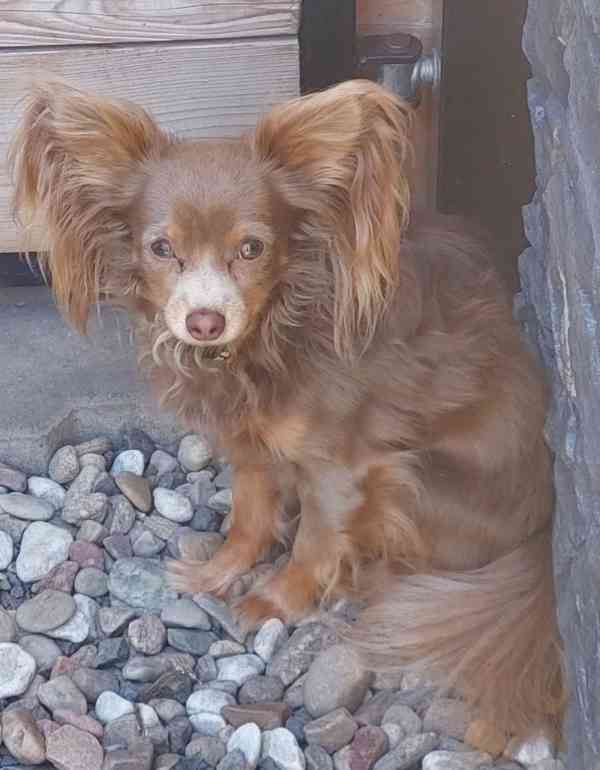 Rusky toy s PP FCI štěňě - foto 3