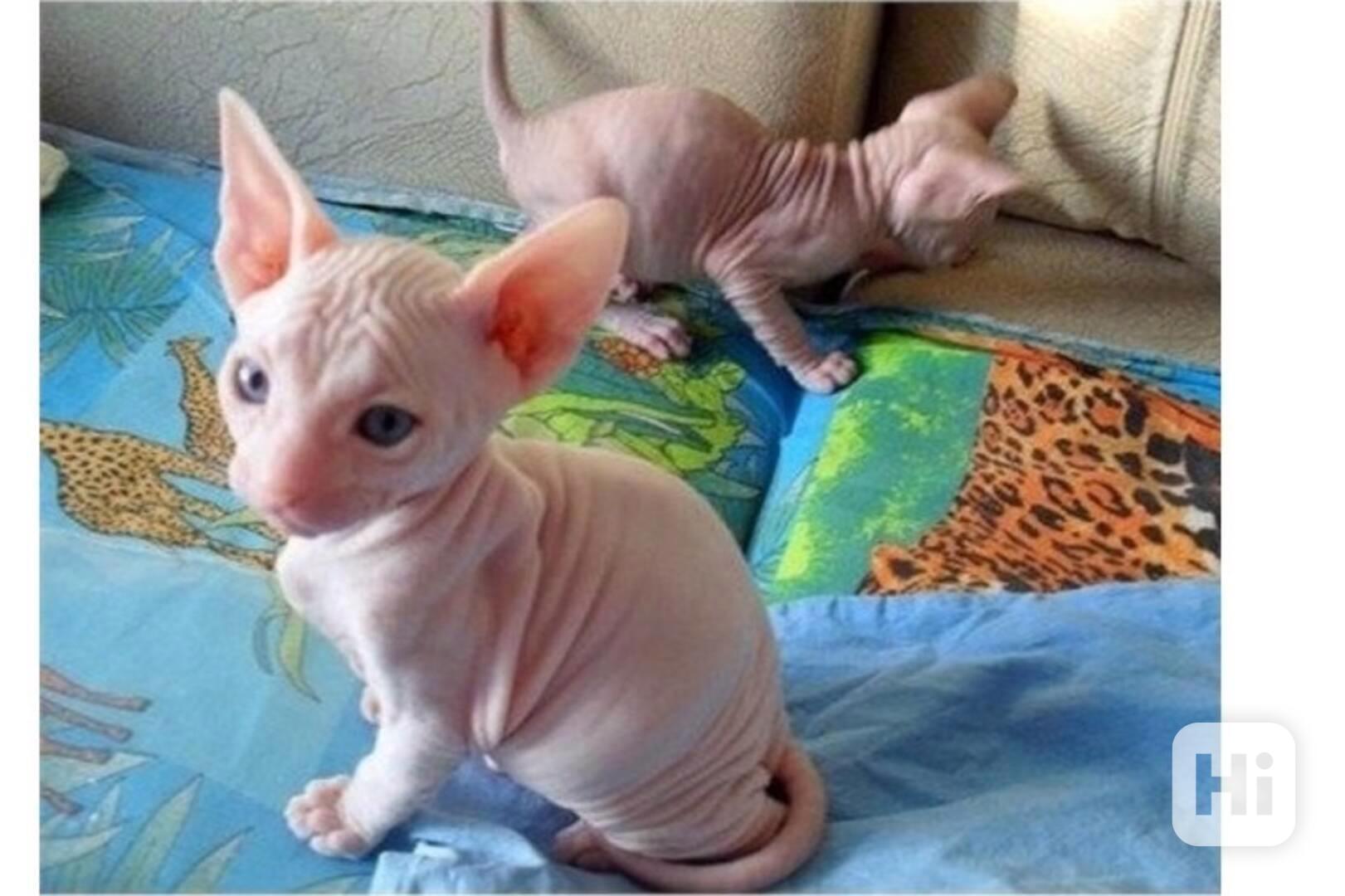 krásná a roztomilá koťátka sphynx k adopci . - foto 1