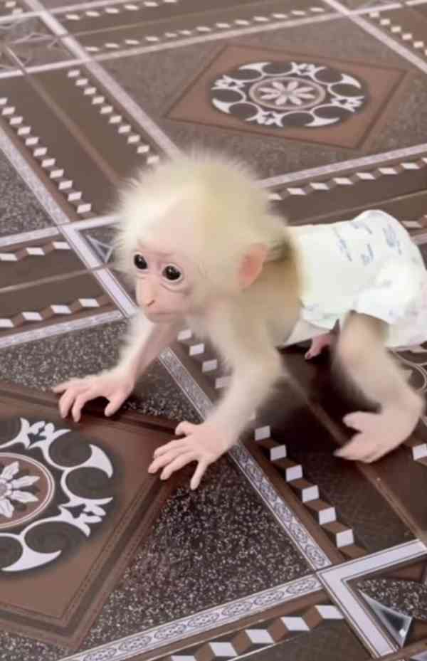 Okouzlující opička k dispozici