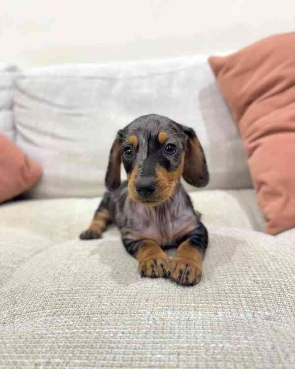 Rozkošná štěňata jezevčíka – milující a hraví společníci - foto 3