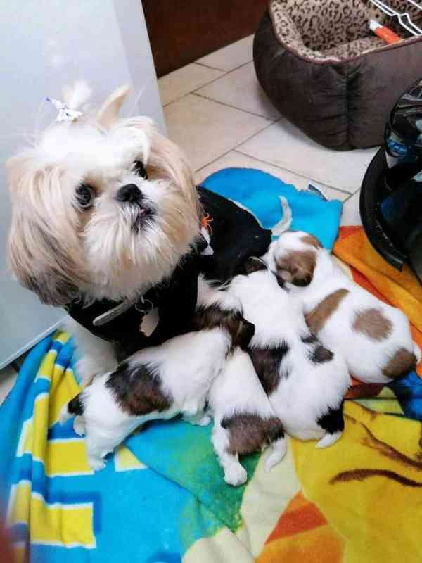 Rozkošná štěňata Shih Tzu hledají milující domov - foto 2