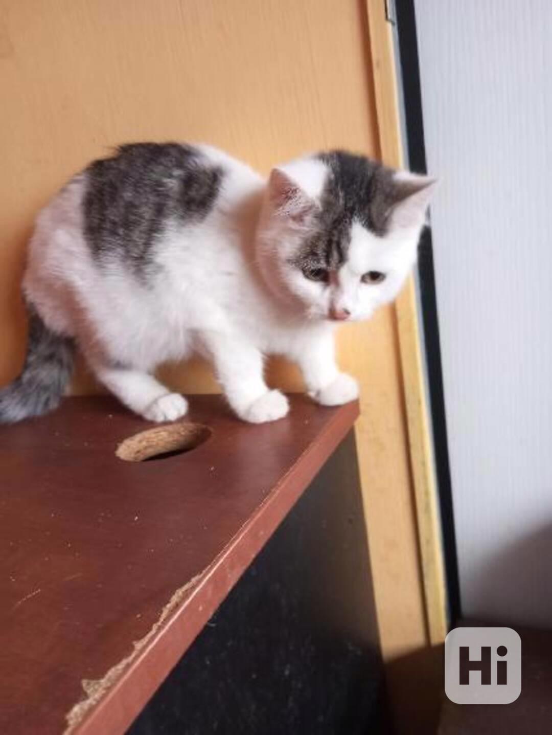 Zdravý, čistotný, bílomouratý klučík Pavlík, cca 5 měsíců - foto 1