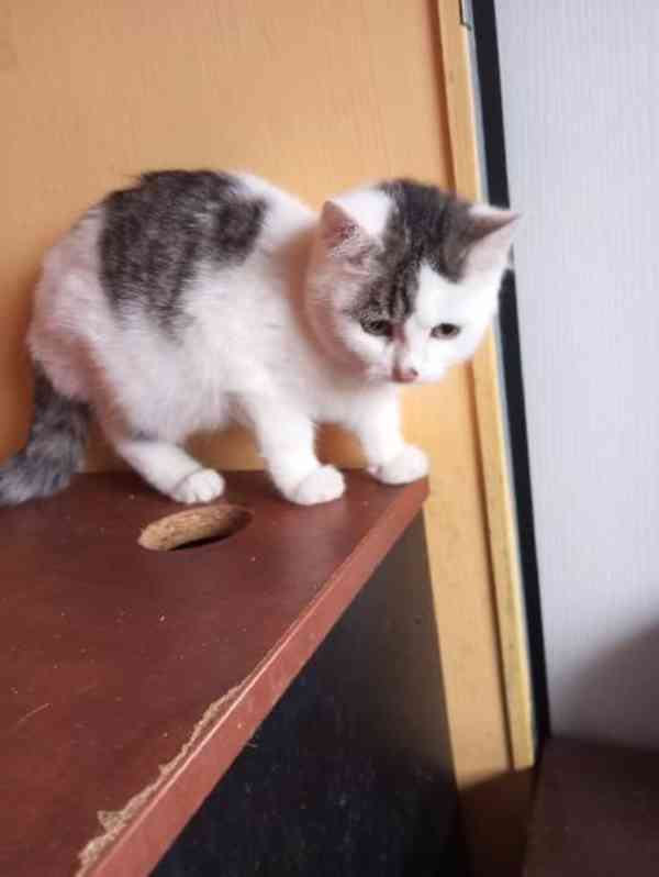 Zdravý, čistotný, bílomouratý klučík Pavlík, cca 5 měsíců - foto 1