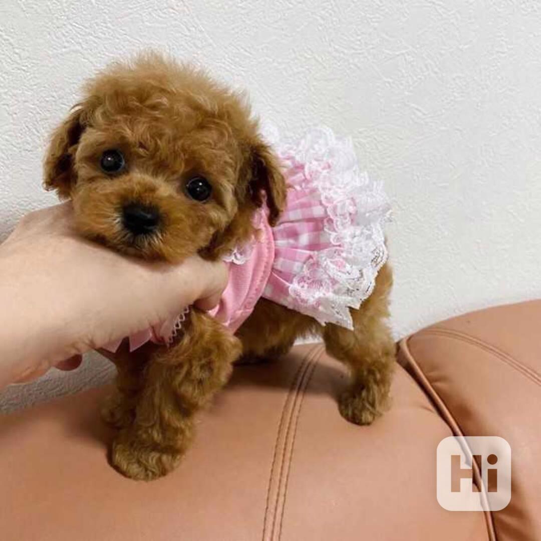 Malá princezna hračkářského pudla – ihned k dostání! - foto 1