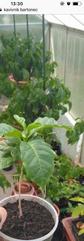 Prodam plodonosne subtropické a tropické rostliny - foto 4