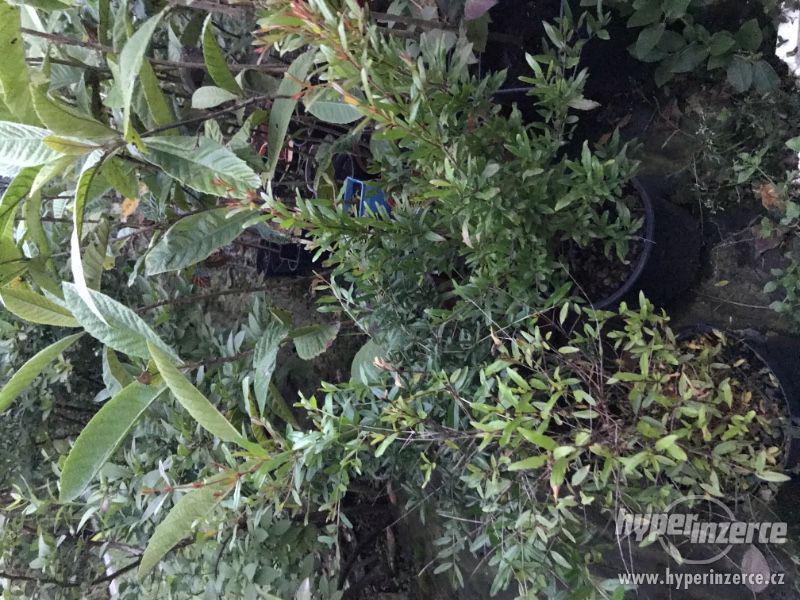 Prodam plodonosne subtropické a tropické rostliny - foto 9