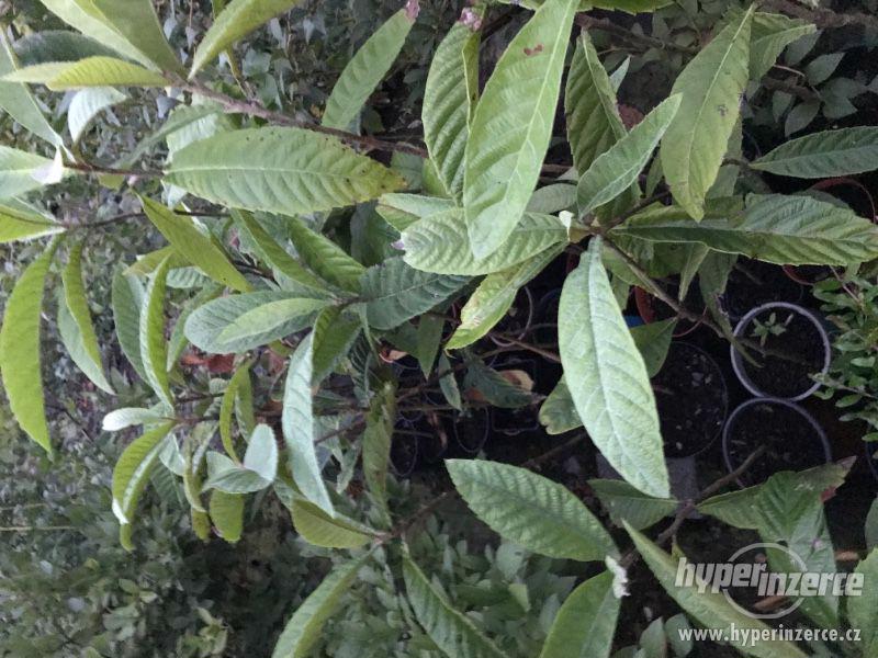 Prodam plodonosne subtropické a tropické rostliny - foto 10