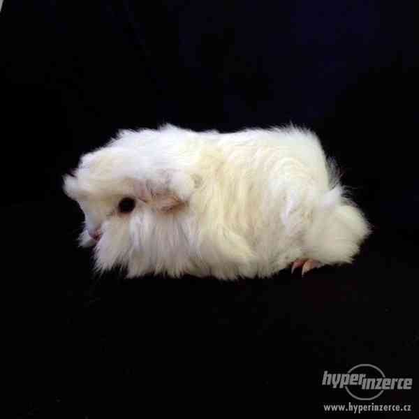 Dlouhosrstá morčata s PP na prodej - foto 1