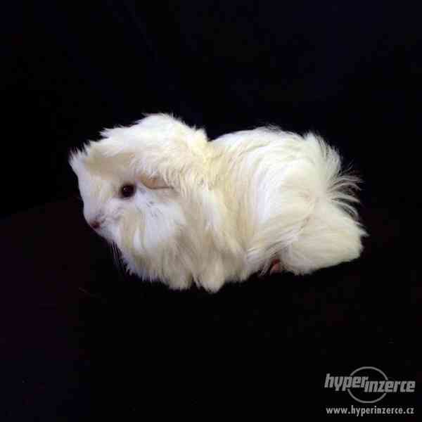 Dlouhosrstá morčata s PP na prodej - foto 2