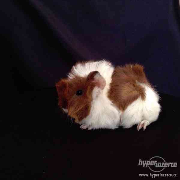 Dlouhosrstá morčata s PP na prodej - foto 4