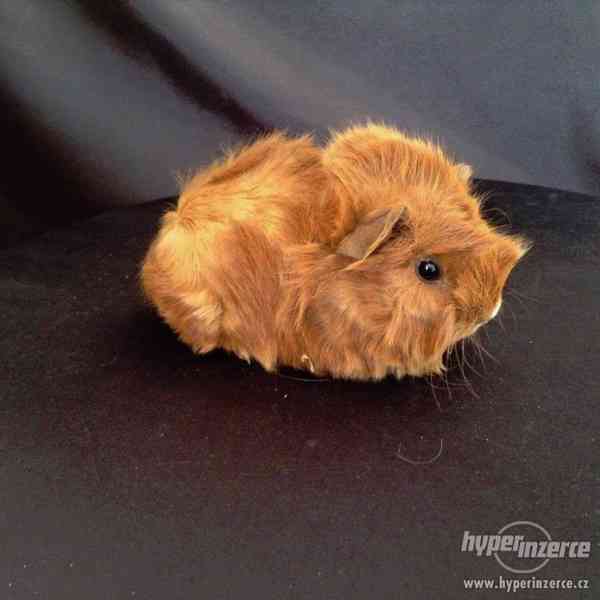 Dlouhosrstá morčata s PP na prodej - foto 5