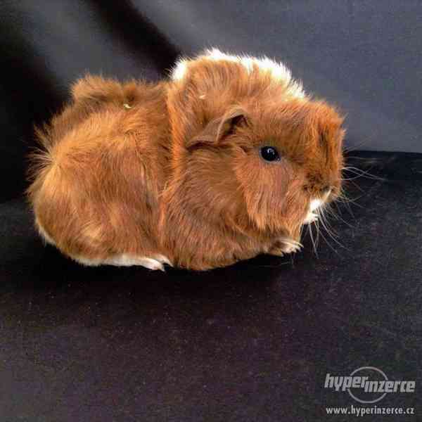 Dlouhosrstá morčata s PP na prodej - foto 6