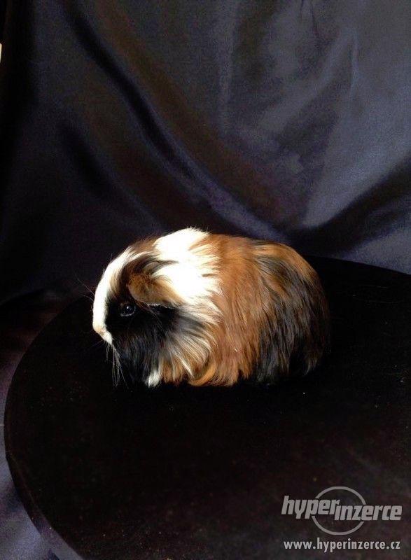 Dlouhosrstá morčata s PP na prodej - foto 7