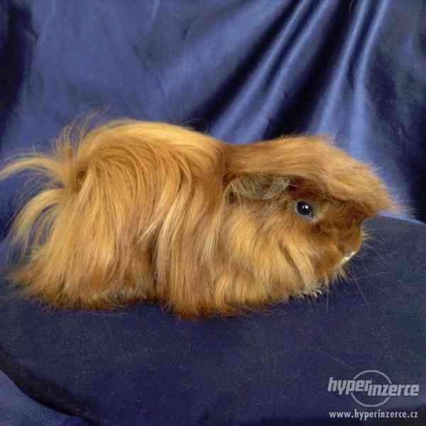 Dlouhosrstá morčata s PP na prodej - foto 8