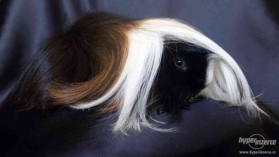 Dlouhosrstá morčata s PP na prodej - foto 9