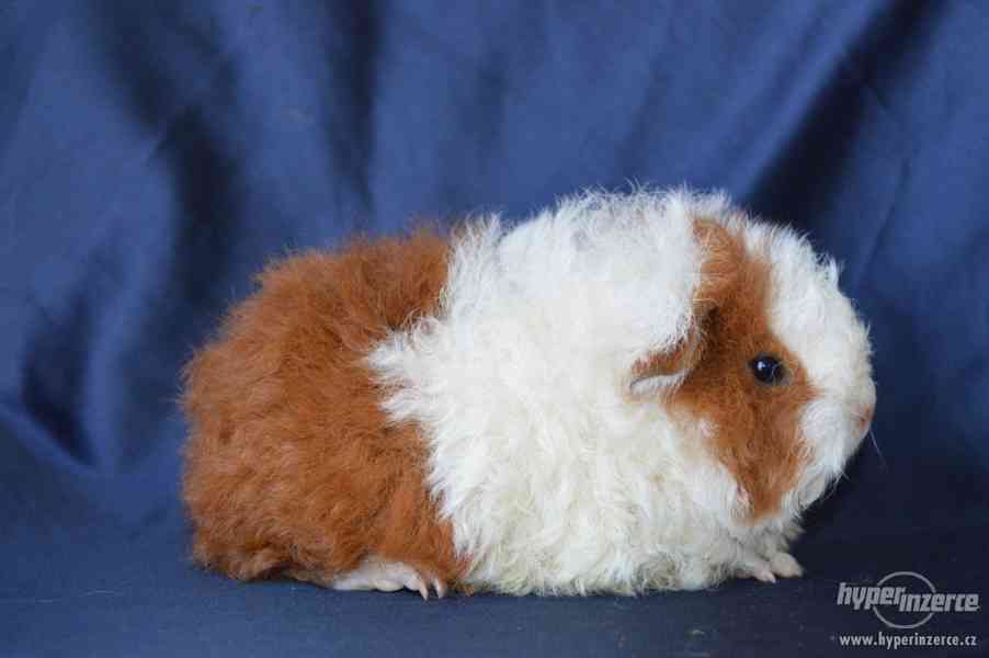 Dlouhosrstá morčata s PP na prodej - foto 11