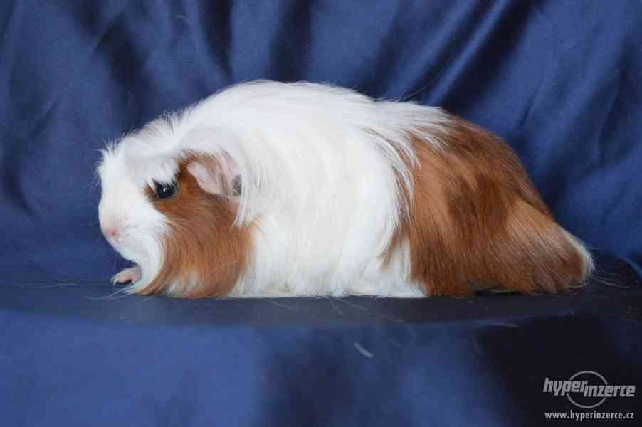 Dlouhosrstá morčata s PP na prodej - foto 12