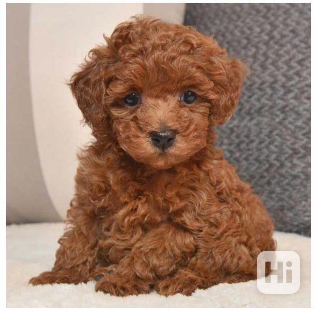 Rozkošné štěně pudla - foto 1