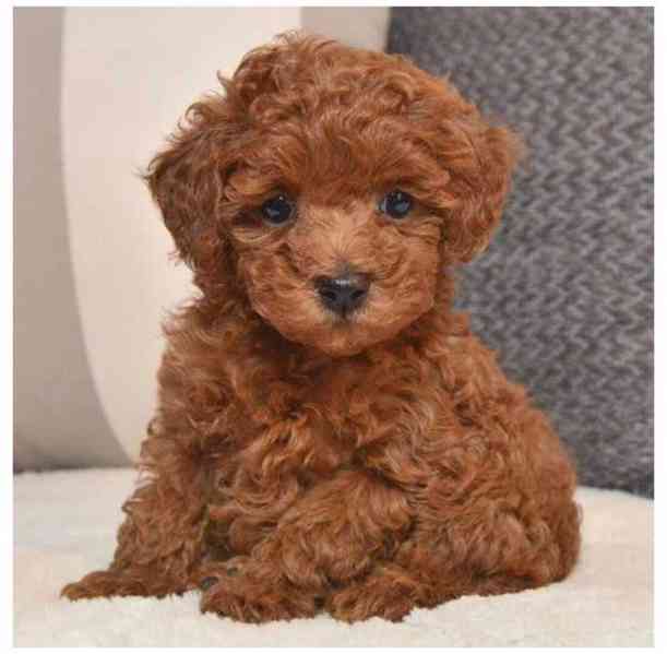 Rozkošné štěně pudla - foto 1