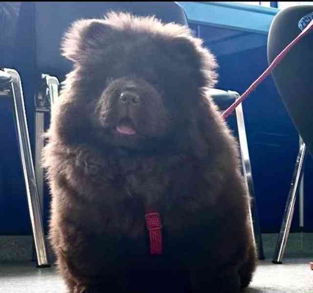 Chow Chow Vynikající kvalitní čokoládová princezna 💗 - foto 2