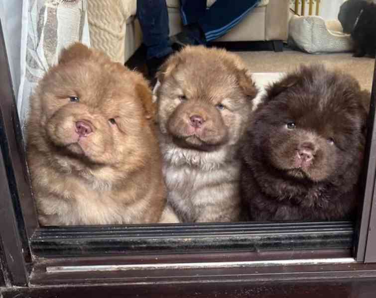 Chow Chow Vynikající kvalitní čokoládová princezna 💗 - foto 6