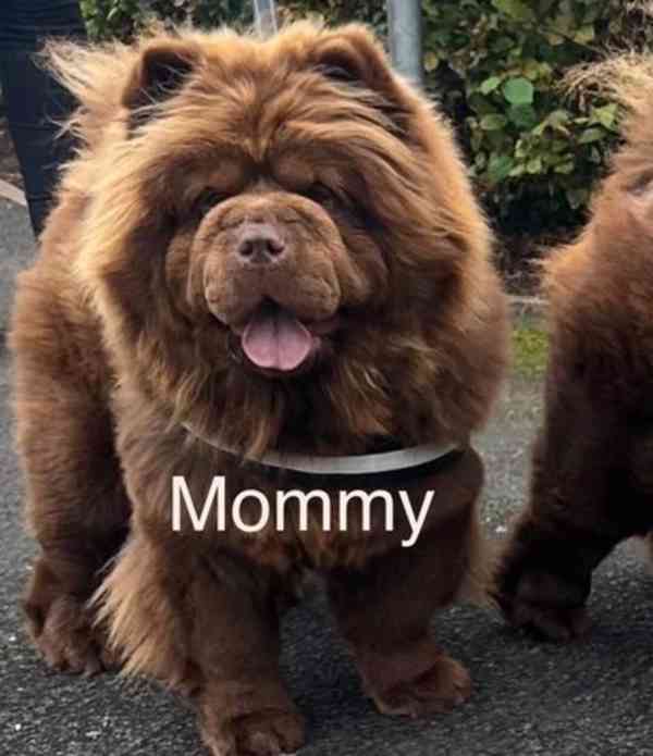 Chow Chow Vynikající kvalitní čokoládová princezna 💗 - foto 8