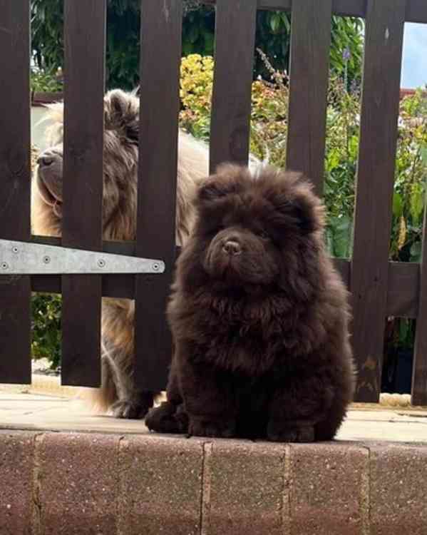 Chow Chow Vynikající kvalitní čokoládová princezna 💗 - foto 3